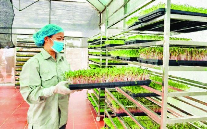 Chăm sóc rau mầm tại Hợp tác xã Sản xuất và Dịch vụ nông nghiệp Thanh Hà (xã Ninh Sở, huyệnThường Tín). 