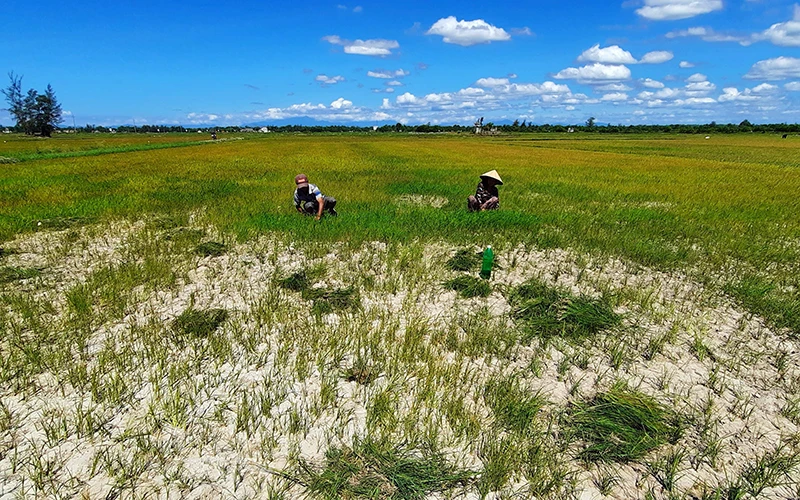 Ruộng lúa ở xã Gio Mỹ, huyện Gio Linh (Quảng Trị) bị khô cháy. Ảnh: HỒ CẦU (TTXVN)