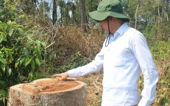 Lãnh đạo UBND tỉnh Đồng Nai kiểm tra khu vực cây rừng bị chặt vào ngày 28-12-2019.