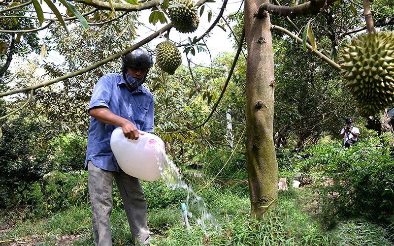 Người dân xã Phú Phong, huyện Châu Thành (Tiền Giang) tưới nước ngọt cho vườn sầu riêng bị ảnh hưởng hạn, mặn. Ảnh: NGUYỄN SỰ