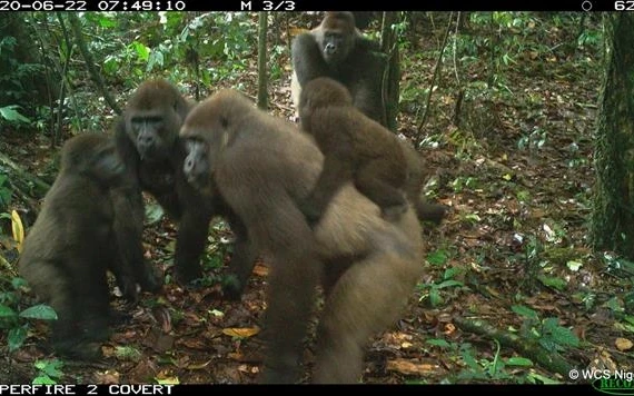 Trong nhóm khỉ đột sông Cross này có một chú khỉ con trên lưng mẹ. Ảnh chụp vào ngày 22-6. Ảnh: WCS Nigeria.