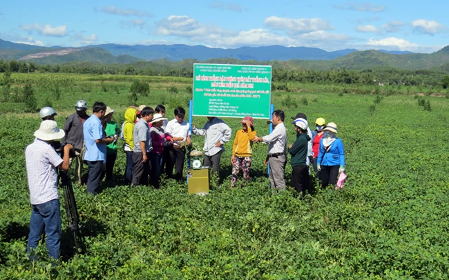 Mô hình trồng lạc trên đất lúa đem lại hiệu quả cao tại xã Xuân Quang 2, huyện Đồng Xuân, tỉnh Phú Yên.