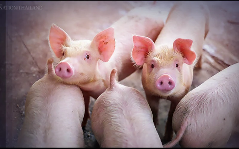 Thái Lan sẽ hạn chế xuất khẩu nếu giá thịt lợn trong nước tăng cao. (Ảnh: Nation).