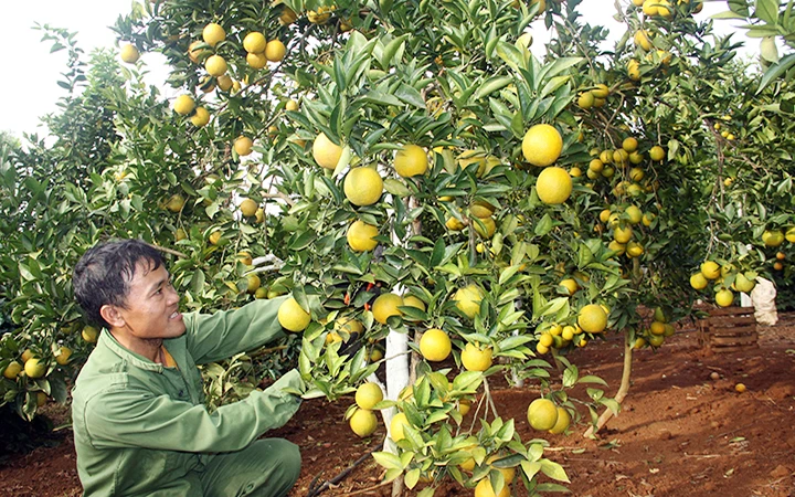 Mô hình trồng cam ở xã Chiềng Ban, huyện Mai Sơn (Sơn La) cho thu nhập hàng trăm triệu đồng/ha/năm.
