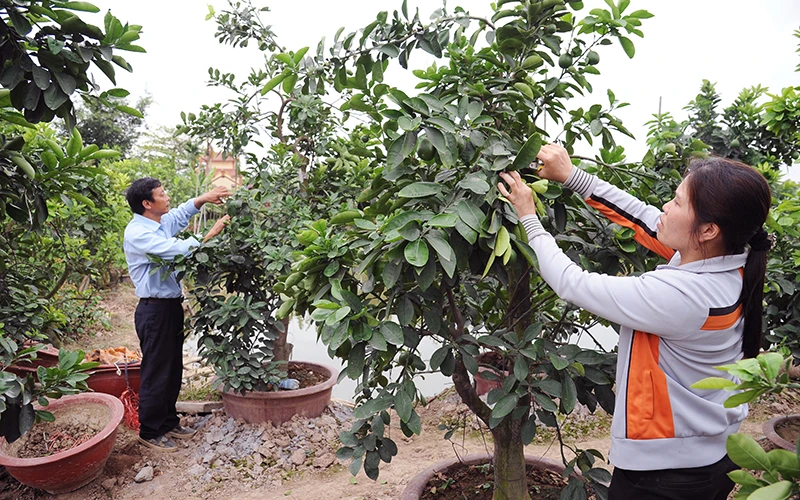 Nông dân xã Bắc Sơn, huyện An Dương (Hải Phòng) trồng cây cam canh cho thu nhập ổn định. Ảnh: NGUYỄN DŨNG 