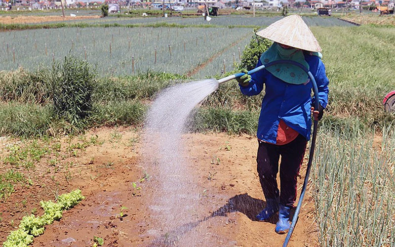 Người dân xã Quỳnh Lương (huyện Quỳnh Lưu, tỉnh Nghệ An) phun tưới nước cho ruộng nhiều lần trong những ngày nắng nóng kéo dài. Ảnh: HUY THƯ