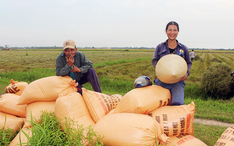 Nông dân Quảng Trị vui mừng khi vụ lúa hữu cơ được mùa. 