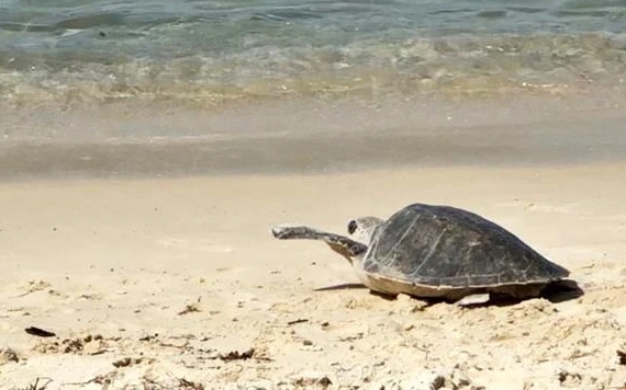Thả cá thể rùa trở lại biển sau năm tháng chăm sóc