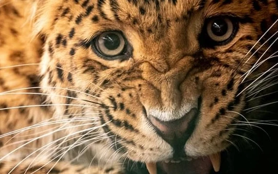 Báo cáo của Liên hợp quốc cho biết các bộ phận cơ thể sư tử, các loài báo đang ngày càng được tội phạm buôn lậu săn tìm nhiều hơn để thay thế hổ. Ảnh: Getty Images.