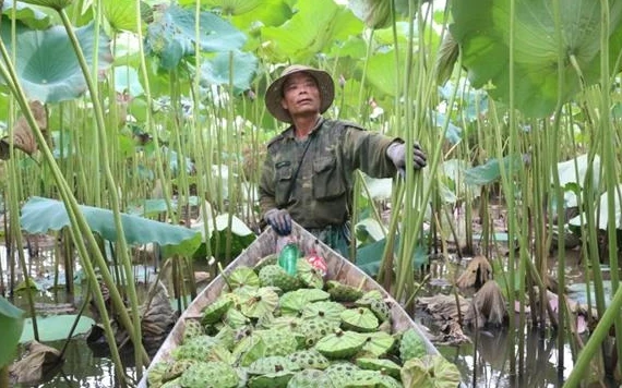 Người dân xã Chuyên Ngoại, thị xã Duy Tiên thu hoạch sen.
