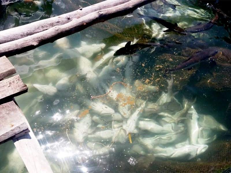 Cá nuôi bè chết ở xã Hòn Tre, huyện Kiên Hải.