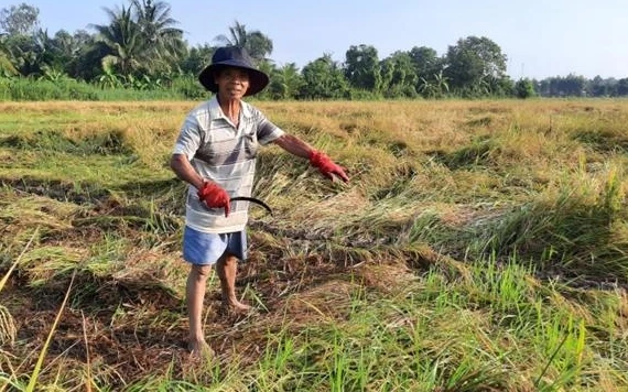 Nhiều nông dân ở Vĩnh Long thất thu vì lúa đổ ngã. 