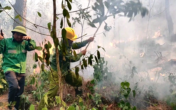 Lực lượng chức năng sử dụng cành cây xanh dập lửa.