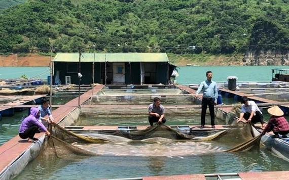 Ông Phạm Văn Thịnh, Giám đốc Công ty Cường Thịnh (đứng) đang chỉ đạo thu hoạch cá.