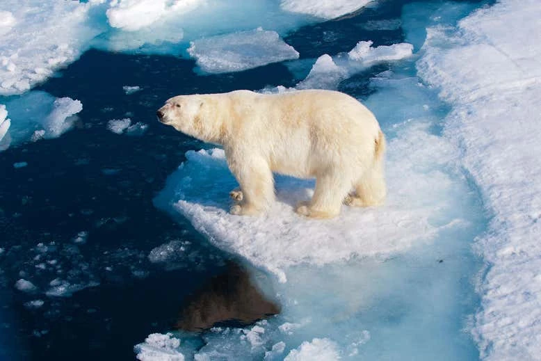 Biến đổi khí hậu đang khiến gấu Bắc cực bị đói và lâm vào sự tuyệt chủng trong 90 năm nữa. Ảnh: Alamy.
