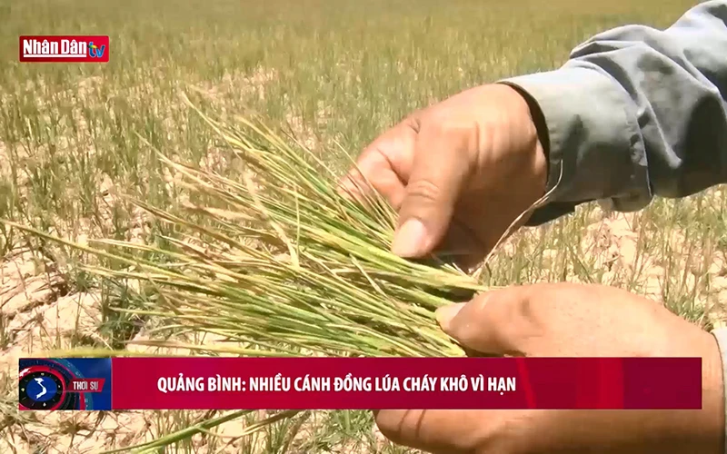Quảng Bình: Nhiều cánh đồng lúa cháy vì khô hạn
