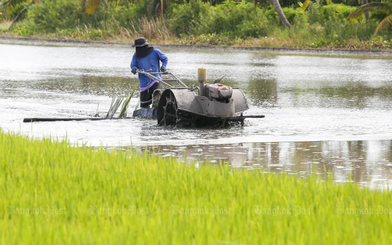 Xuất khẩu gạo của Thái Lan dự kiến đạt mức thấp nhất trong 20 năm. (Ảnh: Bangkok Post)