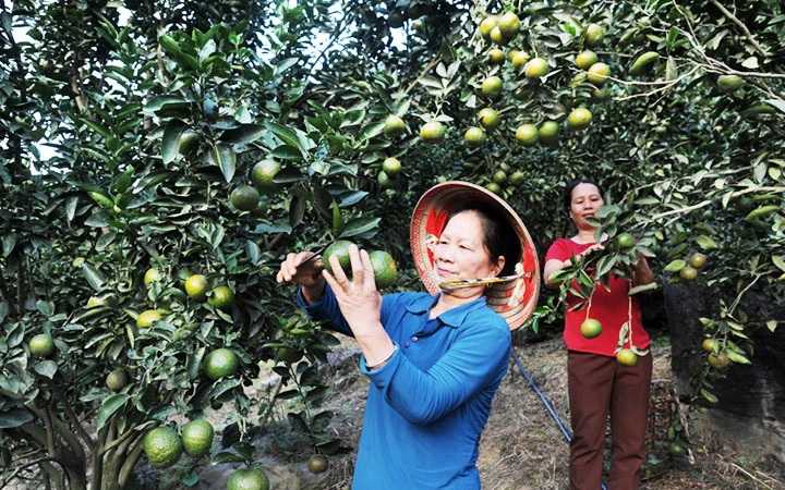 Nông dân xã Phù Lưu, huyện Hàm Yên (Tuyên Quang) chăm sóc vườn cam. Ảnh: LÊ ANH