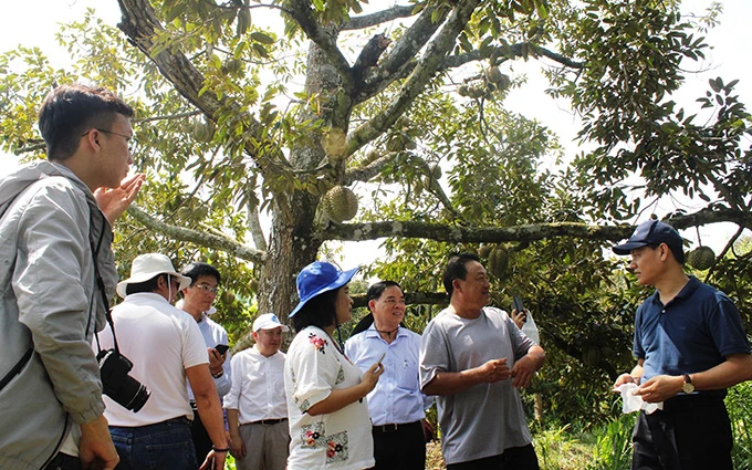 Khách du lịch tham quan vườn sầu riêng của nông dân Mai Hồng Thảo, xã Vĩnh Thành, huyện Chợ Lách, tỉnh Bến Tre. 
