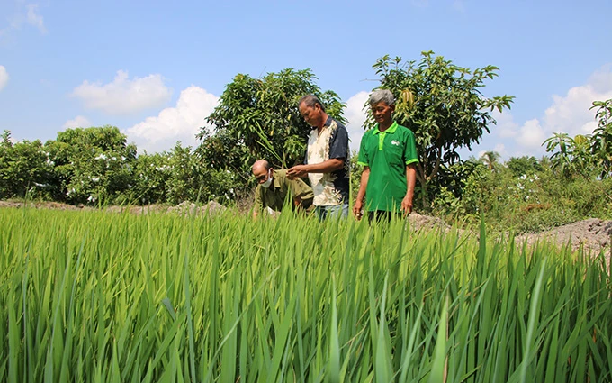 Giống lúa Thiên Đàng chưa nằm trong danh mục sản xuất tại Việt Nam được trồng tại xã An Phú Thuận, huyện Châu Thành (Đồng Tháp).