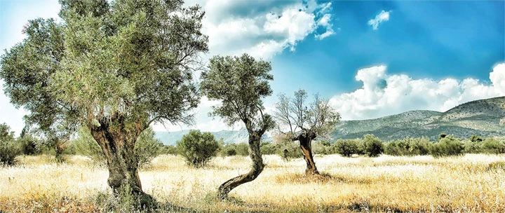 Xanh mát bóng rợp olive trên đảo Lesvos.