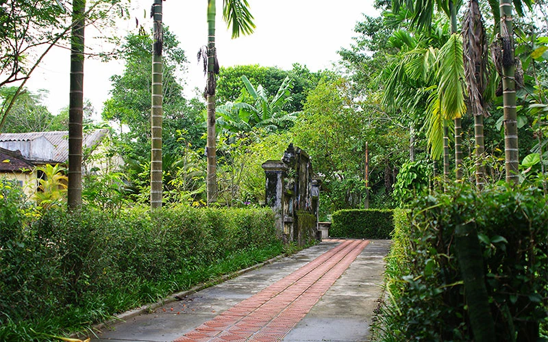 Nét đặc trưng ở Phước Tích là cấu trúc nhà vườn được ngăn cách bởi những hàng chè tàu xanh, thẳng tắp. Ảnh: Trần Việt Anh