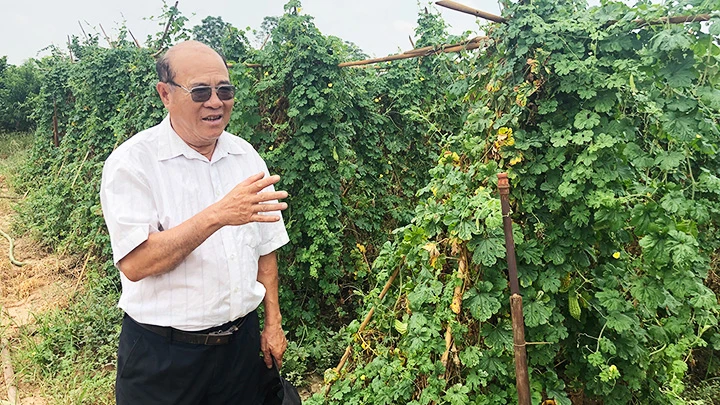Cựu chiến binh Trần Văn Mưu kiểm tra chất lượng cây trồng.