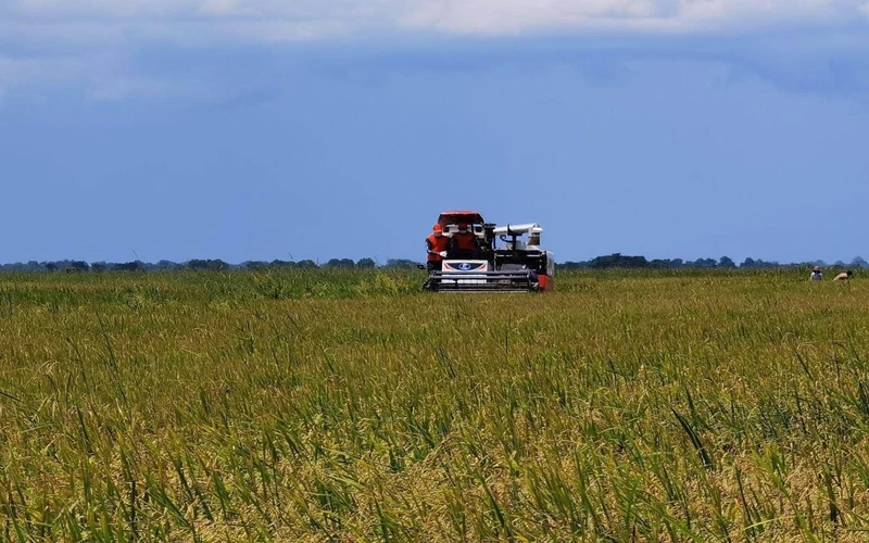 Campuchia chú trọng đầu tư cho sản xuất lúa, gạo. (Ảnh: Fresh News)