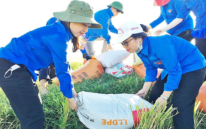 Cán bộ Đoàn Thanh niên tỉnh Hà Tĩnh hỗ trợ người dân gặt lúa trong mùa thu hoạch.