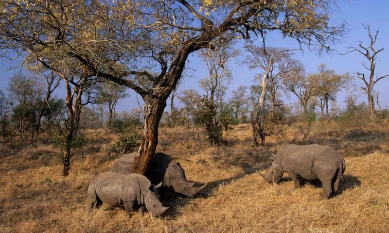 Tê giác trắng ở công viên quốc gia Kruger, Nam Phi, nơi nạn săn trộm đã giảm trong nửa đầu năm 2020. Ảnh: Alamy.