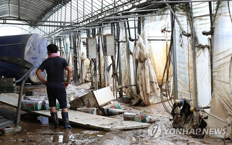 Người nông dân kiểm tra thiệt hại tại một cơ sở nông nghiệp ở Cheonan, tỉnh Nam Chungcheong.