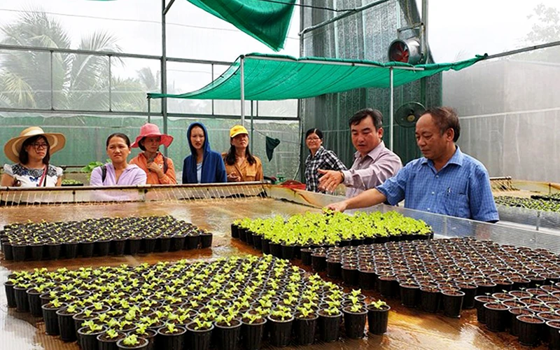 Mô hình trồng rau trong nhà lưới của cơ sở sản xuất rau sạch Tiến Phát, xã Thanh Bình, huyện Chợ Gạo (Tiền Giang). Ảnh: Ðỗ Tuấn