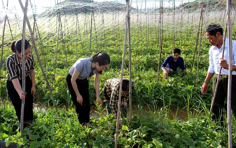 Mô hình trồng dưa lê đem lại giá trị kinh tế cao của hộ ông Chu Văn Hữu, tổ dân phố Mỹ Cát, thị trấn Me, huyện Gia Viễn (Ninh Bình).
