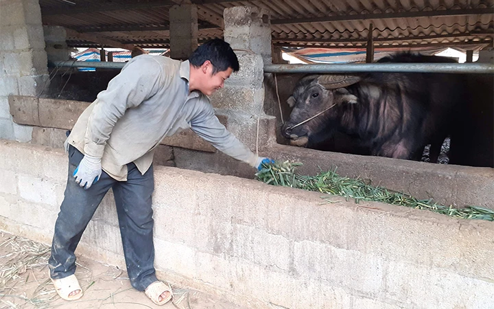 Người dân bản Lũng Quảng, xã Hồng Sỹ (huyện Hà Quảng) phát triển chăn nuôi, nâng cao thu nhập.
