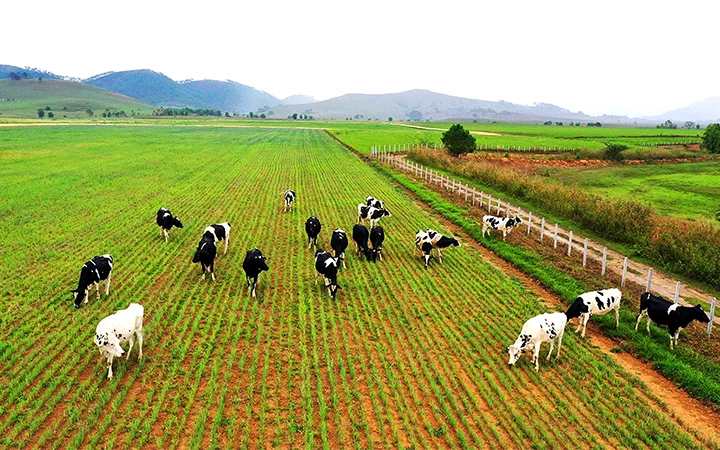Dự án tổ hợp trang trại bò sữa được Vinamilk đầu tư tại cao nguyên Xiêng Khoảng (Lào). Ảnh: CTV