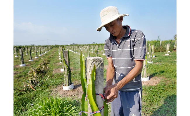 Người dân thị trấn Tầm Vu, huyện Châu Thành (Long An) chăm sóc cây thanh long mới trồng. Ảnh: THANH TRÚC