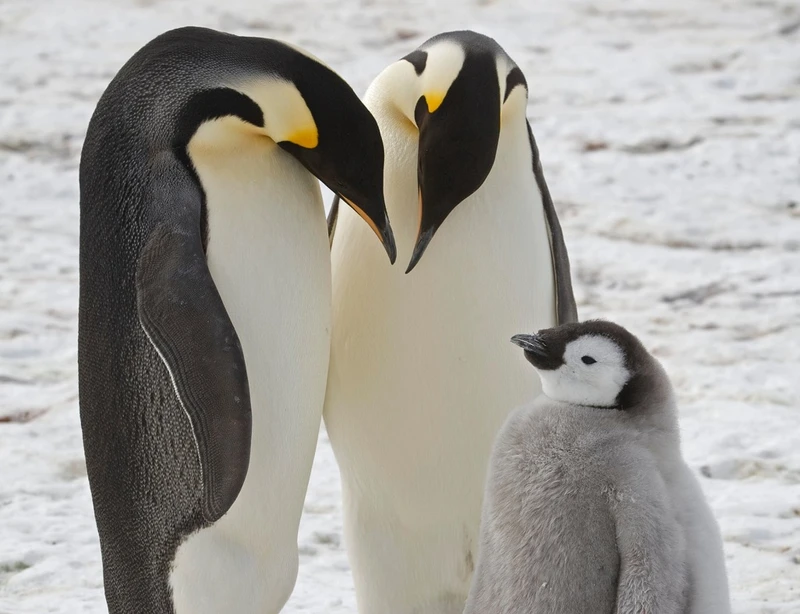 Chim cánh cụt hoàng đế là loài chim cánh cụt duy nhất sinh sản trên băng biển, khiến chúng đặc biệt dễ bị tổn thương khi khí hậu nóng lên. Ảnh: BAS.
