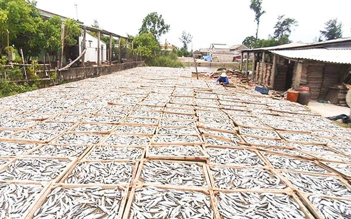 Người dân vùng biển bãi ngang huyện Gio Linh (Quảng Trị) chế biến cá khô.