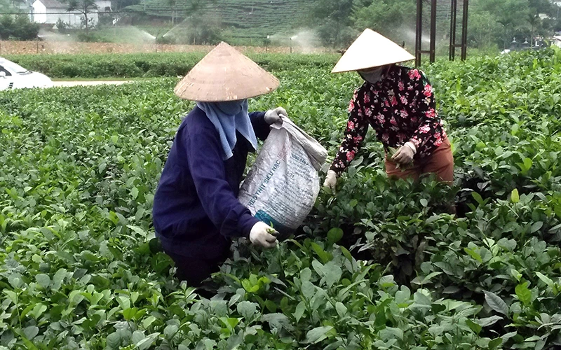 Thu hoạch chè tại vùng chè đặc sản Tân Cương, TP Thái Nguyên, tỉnh Thái Nguyên.