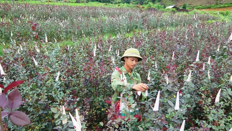 Liên kết sản xuất hoa hồng đang tạo ra chuỗi giá trị sản phẩm bền vững, ổn định cho nông dân các xã vùng ven TP Lai Châu.