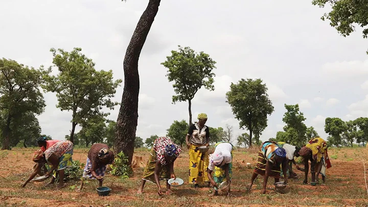 Phụ nữ ở Ouabalovogo thu hoạch bơ hạt mỡ. Ảnh: AP