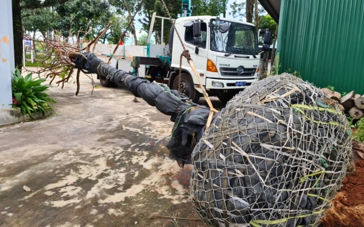 Hạt Kiểm lâm huyện Đắk Song đang tạm trồng dưỡng cây mai rừng, chờ hoàn tất hồ sơ để xử lý vụ việc theo quy định.