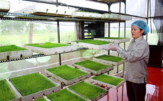 Thu hoạch rau mầm - một trong những sản phẩm được công nhận là sản phẩm OCOP 4 sao của HTX Sản xuất và Dịch vụ Thanh Hà (xã Ninh Sở, huyện Thường Tín, Hà Nội). Ảnh: BÁ HOẠT