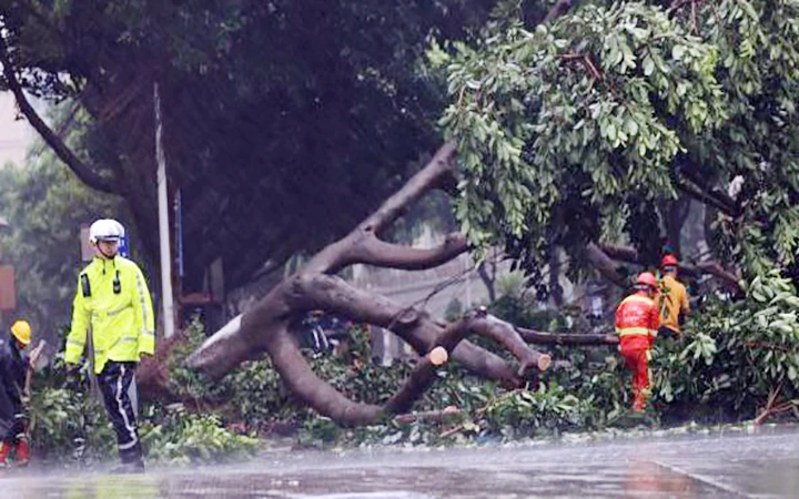Cây đổ do bão tại thành phố Hạ Môn của Trung Quốc. Ảnh NHẬT BÁO PHÚC KIẾN