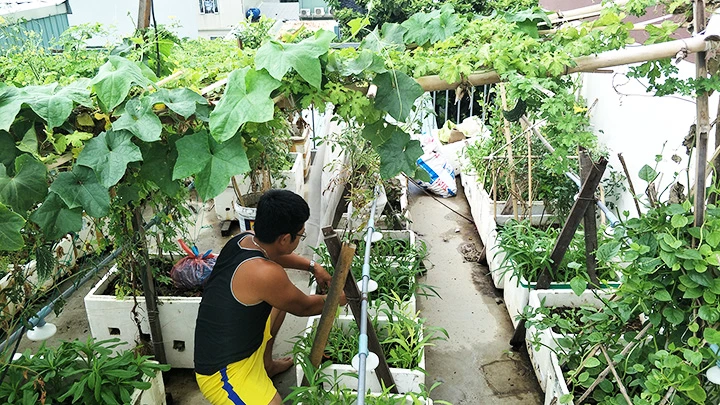 Vườn rau của anh Định là nơi cung cấp rau xanh cho bữa ăn hằng ngày trong gia đình. 