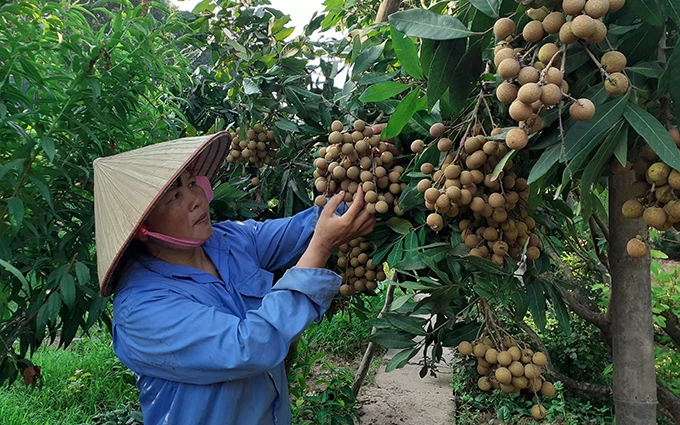 Người dân tỉnh Hưng Yên thu hoạch nhãn vụ 2020.
