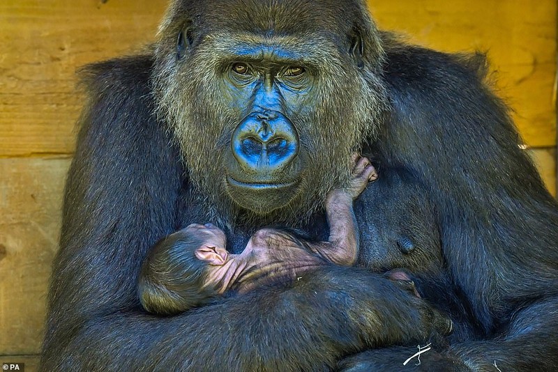 Ấn tượng hình ảnh khỉ đột con bám lấy mẹ chỉ vài giờ sau khi sinh