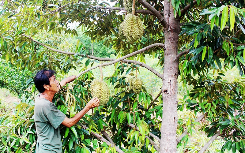 Ông Nguyễn Hưng Tạo chăm sóc vườn sầu riêng. 