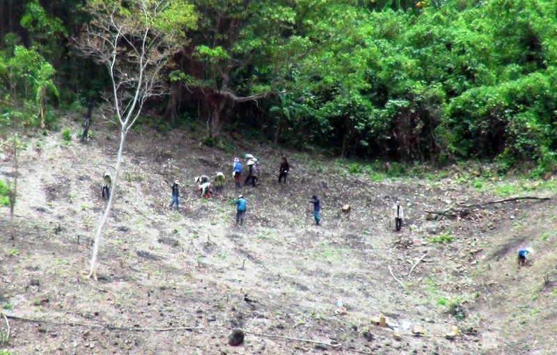 Người dân lấn chiếm rừng, đất rừng ở xã Phú Mỡ để làm đất sản xuất.
