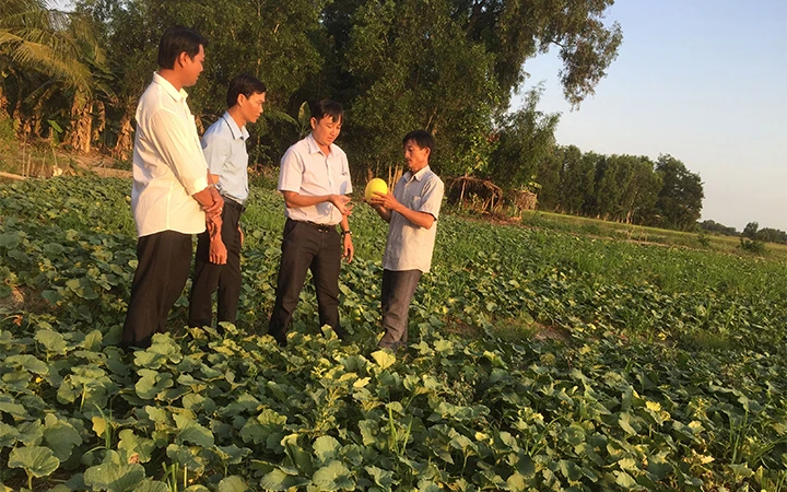 Mô hình trồng dưa lê của gia đình anh Võ Tấn Phát (người đầu tiên bên phải) ở ấp 2, xã Lương Tâm, huyện Long Mỹ (Hậu Giang), được nhiều hộ dân áp dụng.